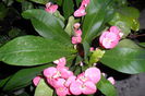 SAM_2474