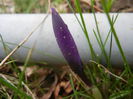Crocus Flower Record (2014, March 03)