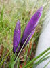 Crocus Flower Record (2014, March 06)