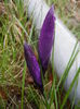 Crocus Flower Record (2014, March 06)