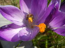 Crocus Flower Record (2014, March 12)