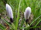 Crocus Pickwick (2014, March 11)