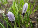 Crocus Pickwick (2014, March 11)