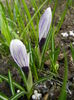 Crocus Pickwick (2014, March 11)