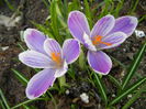 Crocus Pickwick (2014, March 12)