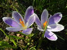 Crocus Pickwick (2014, March 12)