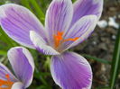 Crocus Pickwick (2014, March 12)