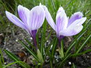 Crocus Pickwick (2014, March 12)