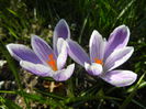 Crocus Pickwick (2014, March 14)