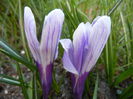 Crocus Pickwick (2014, March 16)