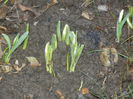 Snowdrops (2014, February 14)