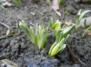 Snowdrops (2014, February 14)