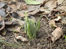 Snowdrops (2014, February 15)