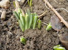 Snowdrops (2014, February 15)