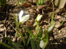 Snowdrops (2014, February 17)