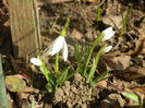 Snowdrops (2014, February 17)
