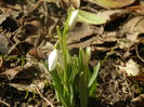 Snowdrops (2014, February 17)
