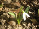 Snowdrops (2014, February 17)