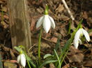 Snowdrops (2014, February 19)