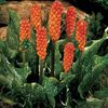 arum-italicum poza preluata .4 bulbi disponibili.