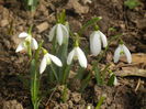 Snowdrops (2014, February 19)