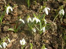 Snowdrops (2014, February 19)