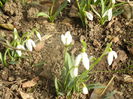 Snowdrops (2014, February 19)