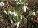 Snowdrops (2014, February 19)
