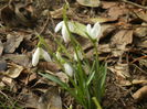 Snowdrops (2014, February 19)