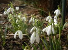 Snowdrops (2014, February 19)