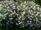 aster mov
