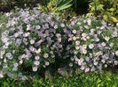 Aster novae-angliae
