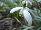 Snowdrop (2014, March 12)