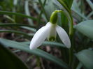 Snowdrop (2014, March 12)