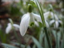 Snowdrop (2014, March 12)