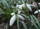 Snowdrop (2014, March 12)
