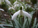 Snowdrop (2014, March 12)