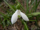 Snowdrop (2014, March 17)