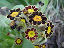 Primula elatior Gold Lace (2014, Mar.12)