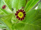 Primula elatior Gold Lace (2014, Mar.12)