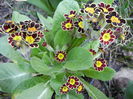 Primula elatior Gold Lace (2014, Mar.12)