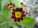 Primula elatior Gold Lace (2014, Mar.12)