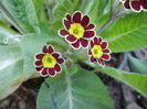 Primula elatior Gold Lace (2014, Mar.13)