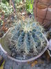 ferocactus glaucescens