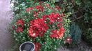 WP_20141008_12_03_18_Pro
