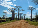 adansonia grandidieri