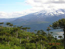 araucaria araucana