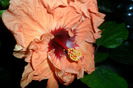 SAM_2541