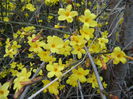 Jasminum nudiflorum (2014, March 14)