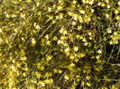 Jasminum nudiflorum (2014, March 17)